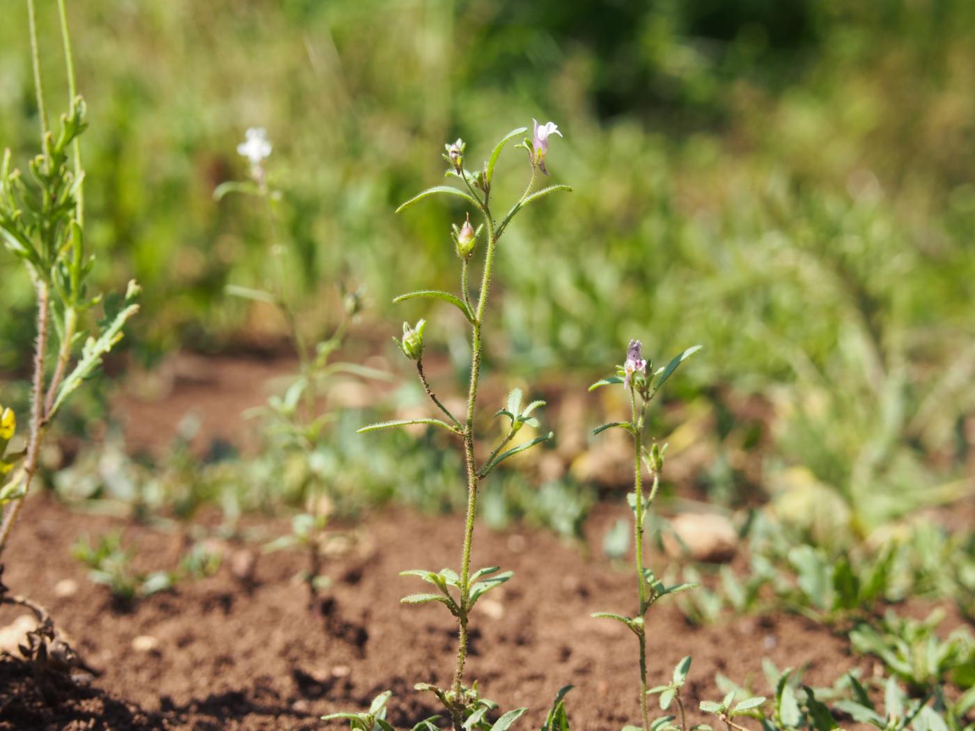 Toadflax, Small plant